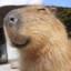 Capybara