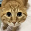 小🐱