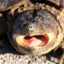 Schildkrote