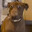 Cachorrona