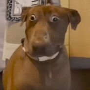 Cachorrona