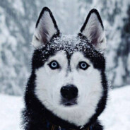 Huskie