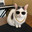 Shades The Lucky