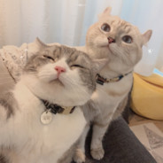 奥里给食不食啊？