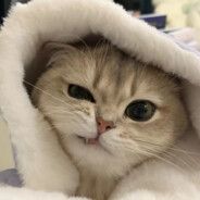 菜鸟快递，想寄就寄