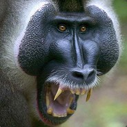 abigbaboon