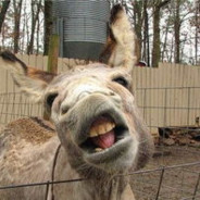 俺哥敢日电风扇