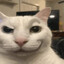 stray cat