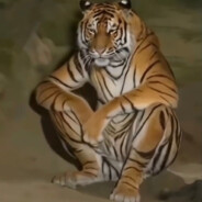 我要好好学习天天向上