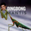 dingdong mantis