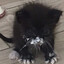 ЗЛОЙКОТИКОКА
