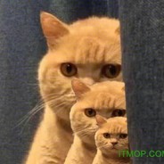 三只小猫正在暗中观察