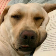 拉布拉猪很可爱