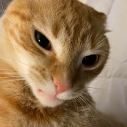 [CheZii] Kayo#DOZARUST