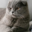 Kedim