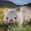 mightywombat