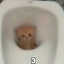 Арбуз Костнер