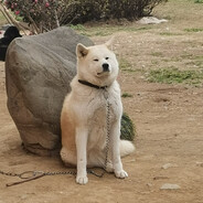 人到洛阳花似锦