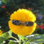 chamomile