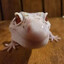 Lizard