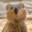 Bart