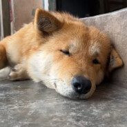 干拉白给玩手机