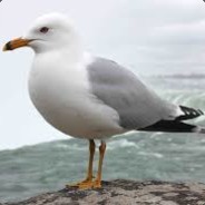 BoiledSeagull