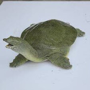 電死你這個王八