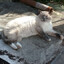bandit_mihhail