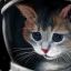 SpaceKitteh