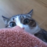 is mir jacke wie hose