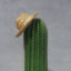 Mr.cactus