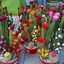 Maricel (ferma de cactusi)