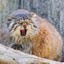 ^MANUL^