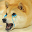 CryingDoge