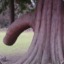 Dicktree