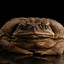 Enlarged Toad