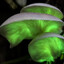 Nefarious Fungus