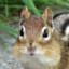 Chipmunk