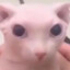 giga_bingus