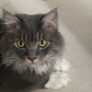 宇宙第一最可爱