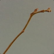 Twigze