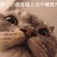 猫是niania叫