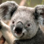 Koala Gamer