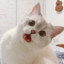 cat bot