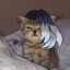 Pupulu