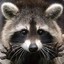 Anonymous Raccoon
