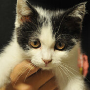 吃我喵喵一拳头