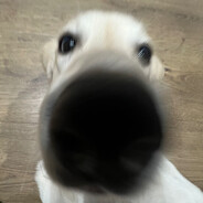 kas avatar