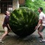 Obese Watermelon